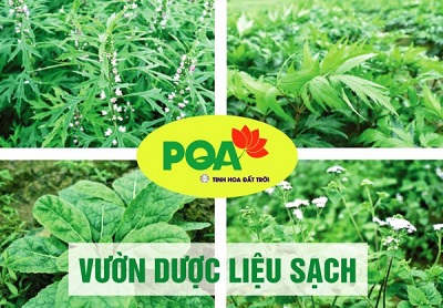 Vườn dược liệu sạch dược phẩm PQA